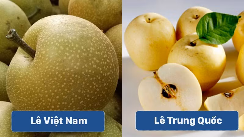 Lê Việt Nam quả thon dài, cầm lên tay cảm thấy chắc với lớp vỏ màu vàng đậm, sần sùi và nhìn không được bóng bẩy. Ngược lại, lê Trung Quốc quả tròn đều, vỏ bóng bẩy, căng và nhẵn mịn. Ảnh: Dân Việt