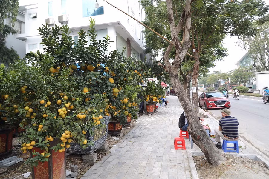 Không chỉ đào Nhật Tân, trên đường Lạc Long Quân (quận Tây Hồ, Hà Nội) cũng đã xuất hiện hàng loạt cây bưởi cảnh phục vụ nhu cầu chơi Tết sớm của người dân. Ảnh: Đaioanket