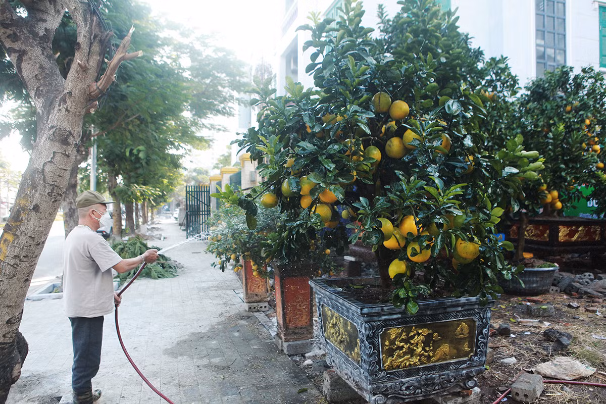 Năm nay, giá bưởi cảnh cũng có xu hướng giảm so với năm ngoái. Mỗi cây có giá từ 8-60 triệu, tùy vào độ tuổi, kiểu dáng, kích cỡ...Ảnh: Đaidanket
