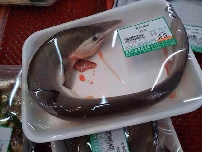 Cá mập con được đóng gói trong khay giống như nhiều loài cá khác. Ảnh: Mop