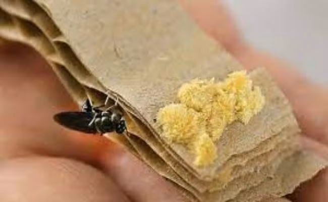 Ruồi lính đen có vòng đời từ 45 đến 50 ngày tuổi. Quá trình sinh trưởng qua 4 chu kỳ: trứng - ấu trùng - kén - ruồi, sau khi đẻ trứng thì ruồi chết. Ảnh: Dân Việt