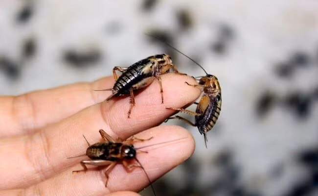 Dế to được bán cho các nhà hàng, quán nhậu làm thực phẩm, còn dế nhỏ hơn được bán làm mồi câu cá và thức ăn cho chim cảnh. Ảnh: Dân Việt