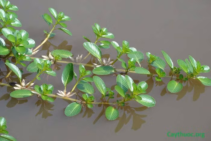 Rau dừa miền Tây xưa mọc dại khắp nơi, thậm chí người dân còn nhổ vứt đi. Thế nhưng, nay rau dừa thành đặc sản ở thành phố. Ảnh: Internet