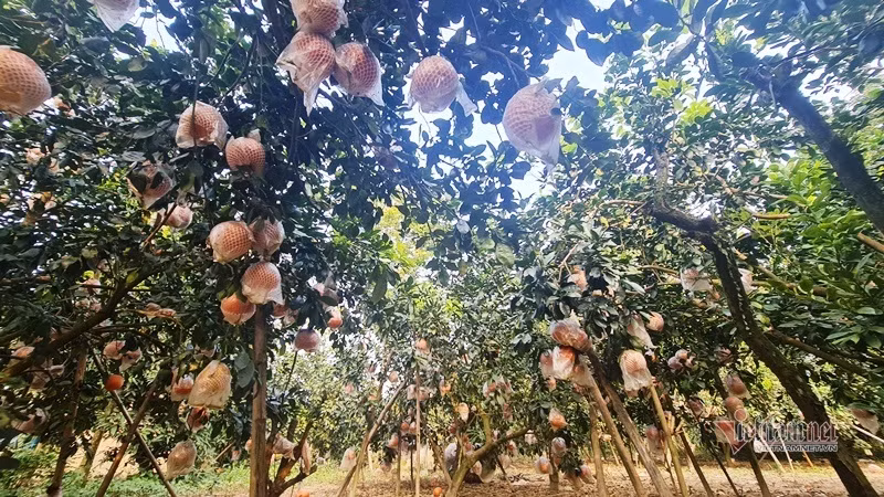 5 loại trái cây cứ đến Tết lại đắt hàng, có loại cả triệu đồng/quả 5 loai trai cay cu den Tet lai dat hang, co loai ca trieu dong/qua