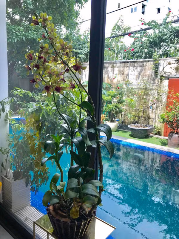 Biệt thự có tông màu trắng chủ đạo và được bao phủ bởi cây xanh.