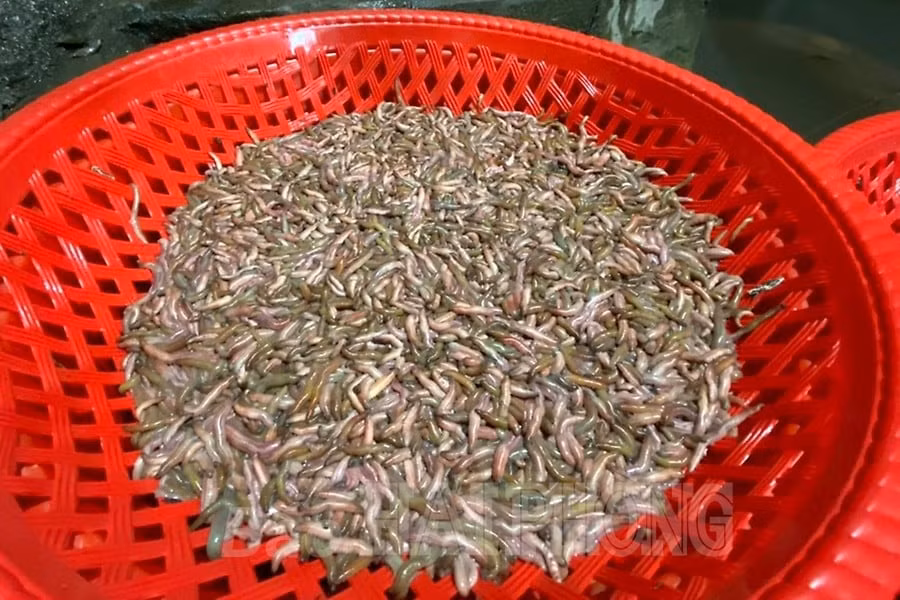 Rươi cũng được phân loại để bán với giá cao hơn. Ảnh: Baohaiphong