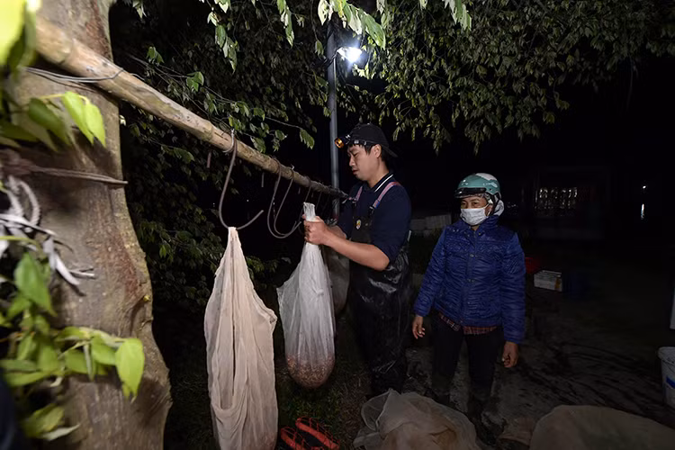 Trước khi cân, rươi được treo trên những chiếc túi lưới lớn để nước chảy hết. Ảnh: Baotintuc