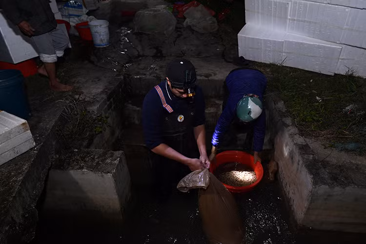 Trước khi thu hoạch rươi một ngày, người dân mở cống để thuỷ triều trên sông tràn vào ruộng, rồi chặn cống lại. Sau đó vài tiếng, rươi sẽ ngoi lên. Ảnh: Baotintuc