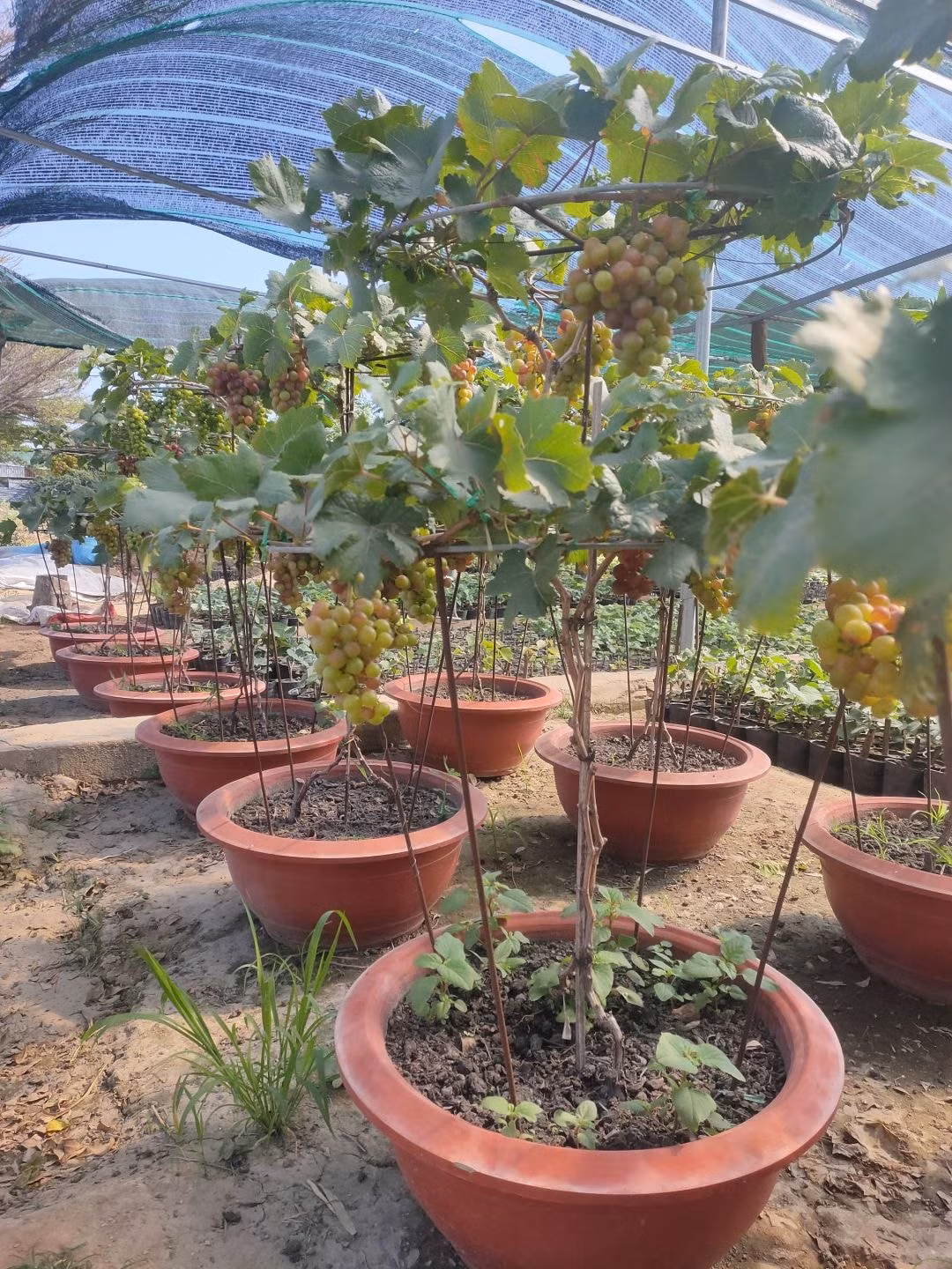 Nho cảnh được trồng chủ yếu tại các nhà vườn ở Ninh Thuận. Theo người dân địa phương, hơn một năm nay, nho kiểng được nhiều khách hàng tìm mua hơn để trưng vào dịp Tết.