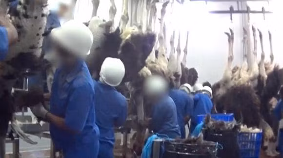 Đoạn video cho thấy cảnh đà điểu bị dốc ngược lên rồi cắt cổ họng. Ảnh: Peta