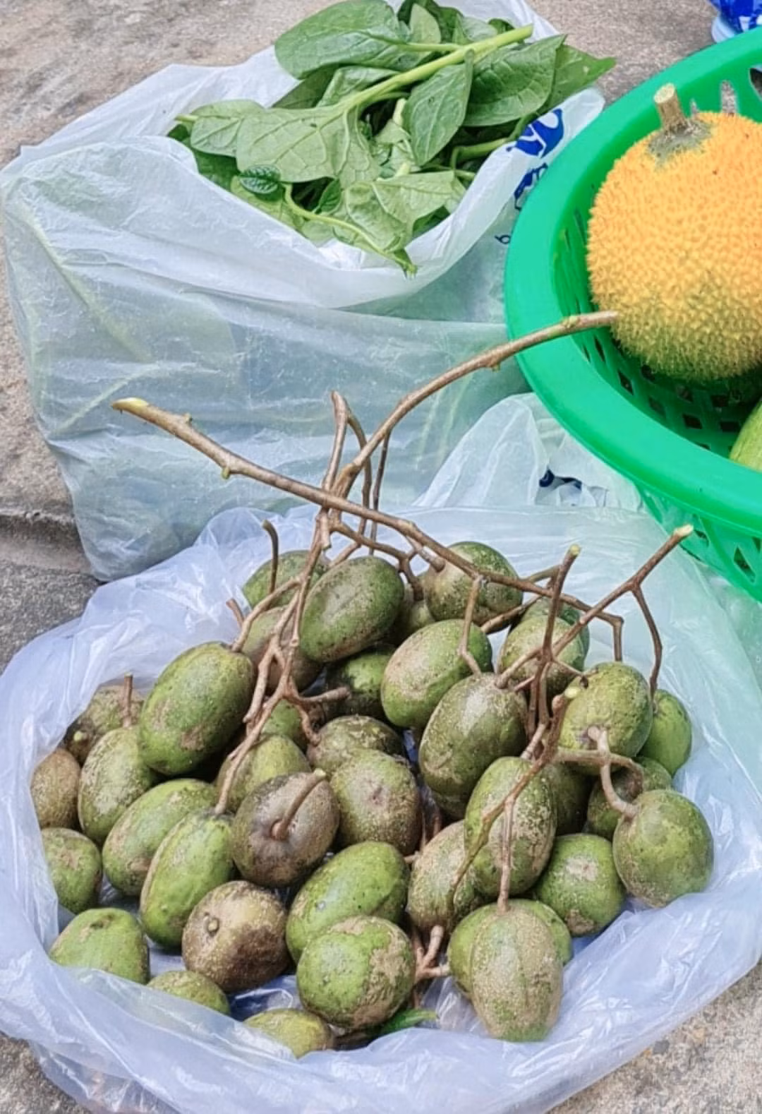 Khu vườn nhà Việt Trinh có nhiều cây ăn trái trồng tự nhiên, không thuốc trừ sâu như xoài, khế, ổi, cóc, đu đủ...