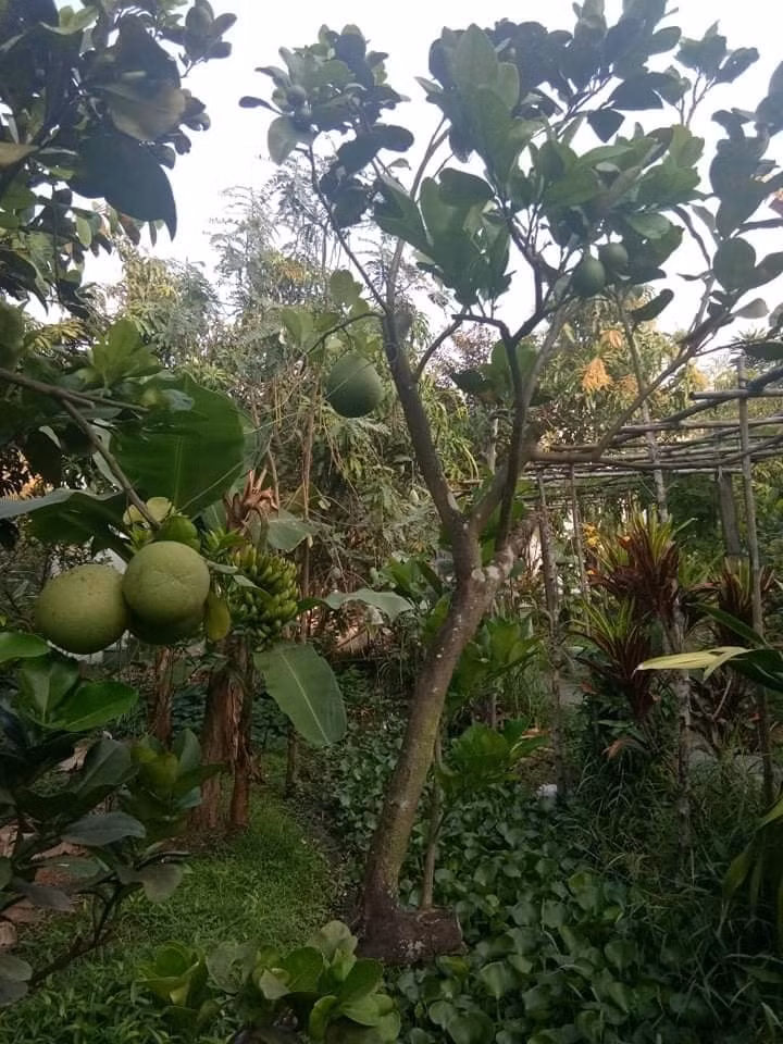 Bưởi quá sai trái đến mức Việt Trinh phải dùng dây buộc để giữ cho cây không bị gãy.