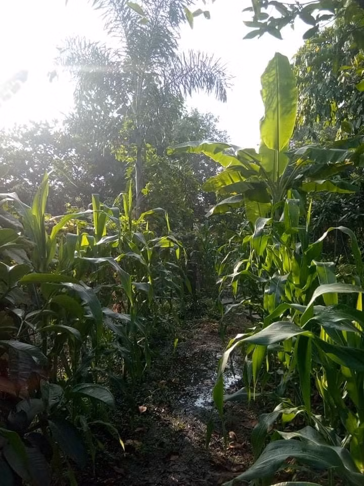 Trong khu vườn, diễn viên Việt Trinh còn dành một khoảng đất lớn để trồng ngô.