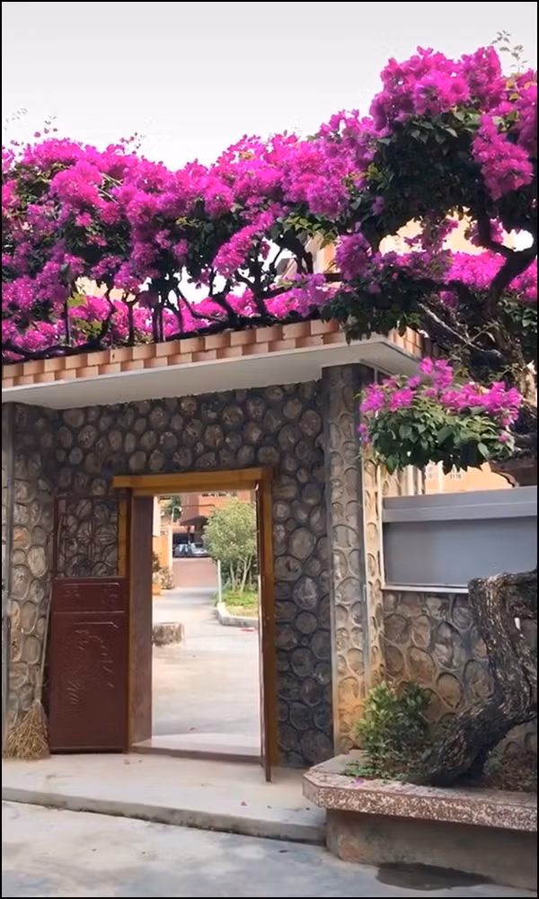 Cổng nhà ấn tượng với giàn hoa giấy đẹp rực rỡ. Ảnh chụp màn hình Hầu hết cư dân mạng đều trầm trồ trước vẻ đẹp độc đáo của giàn hoa giấy. Ảnh chụp màn hình