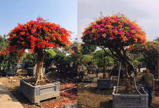 Có nguồn gốc từ Thái Lan, hoa giấy 5 màu có ưu điểm là màu sắc đẹp, lượng hoa sai, bền màu và có thời gian nở dài hơn hoa giấy Việt. Ảnh: Dantri