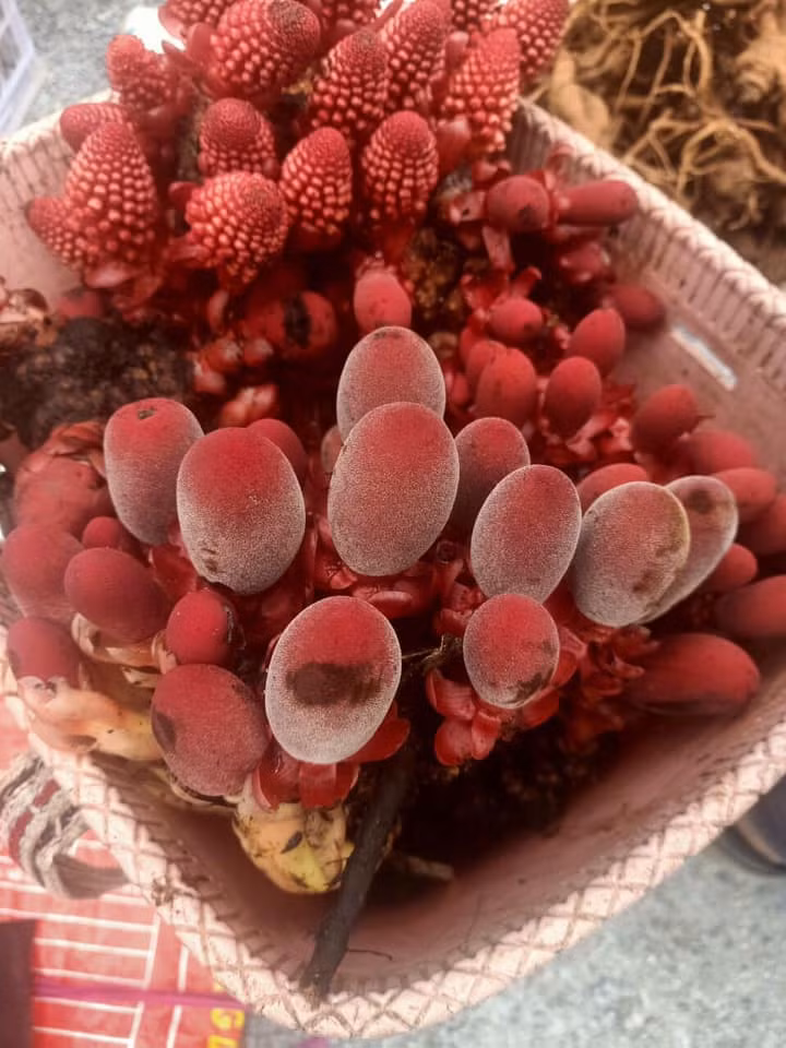 Trước đây, nấm ngọc cẩu giá từ 150.000 đồng tới 200.000 đồng/kg nấm tươi. Tuy nhiên, gần đây dân địa phương đổ đi tìm hái nhiều nên giá nấm cũng "giảm nhiệt" hơn còn 90.000 - 100.000 đồng/kg. Ảnh Facebook