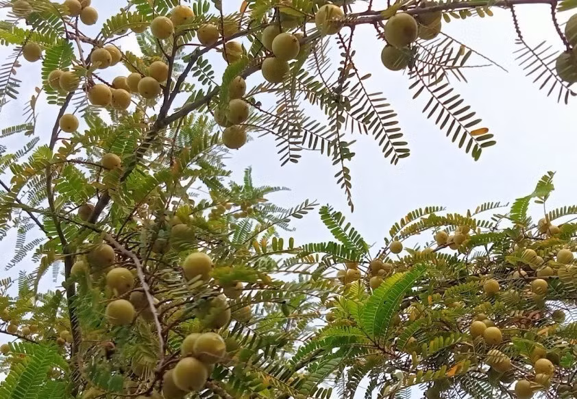Cành quả me rừng hay còn gọi mắc kham vô cùng lạ mắt cũng được nhiều chị em mua về cắm chơi. Ảnh: Infonet