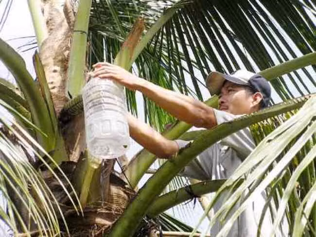 Tuy nhiên, không phải ai cũng làm được công việc vất vả này. Lượng mật thu được phụ thuộc vào kỹ thuật mát xa bông dừa. Ảnh: Dân Việt