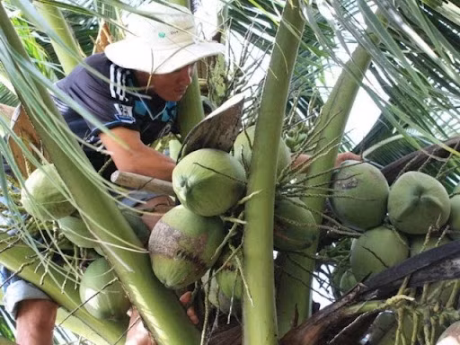 Dừa sáp còn gọi dừa đặc ruột, dừa kem, là một trong những đặc sản nổi tiếng của quê hương Trà Vinh, đặc biệt nhất là tại huyện Cầu Kè. Ảnh: Dân Việt