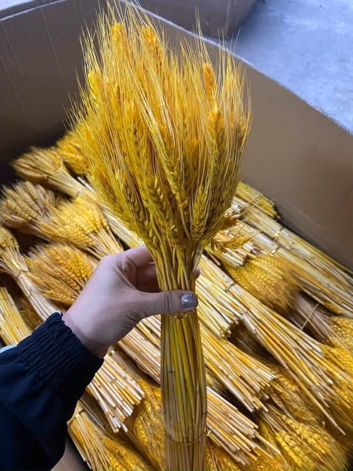 Là mặt hàng mới nổi, giá rẻ lại có thể chơi được rất lâu nên bông lúa mạch hiện rất hút khách. Nguồn ảnh: Facebook