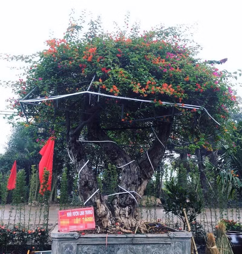 Cây hoa giấy ngũ sắc này được nhà vườn nhập khẩu nguyên cây từ Thái Lan có tuổi đời tới 100 năm. Ảnh: Vietnamnet