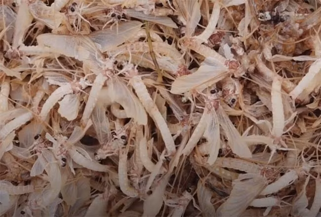 Sau khi đưa lên khỏi mặt sông, thương lái xúm lại mua cho bằng hết, đầu mùa vờ vờ có giá lên tới 500.000 đồng/kg, còn bình thường có giá 250.000-300.000 đồng/kg. Ảnh: Dân Việt