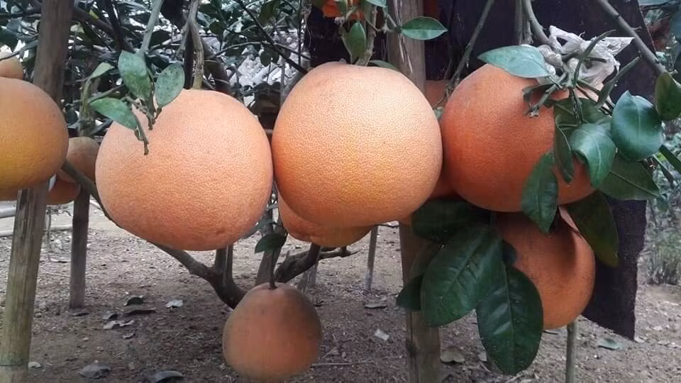 Theo các chủ vườn, năm nay bưởi đỏ (chưa vẽ thư pháp) quả tròn và đẹp hơn mọi năm nhưng giá không tăng. Ảnh: Facebook
