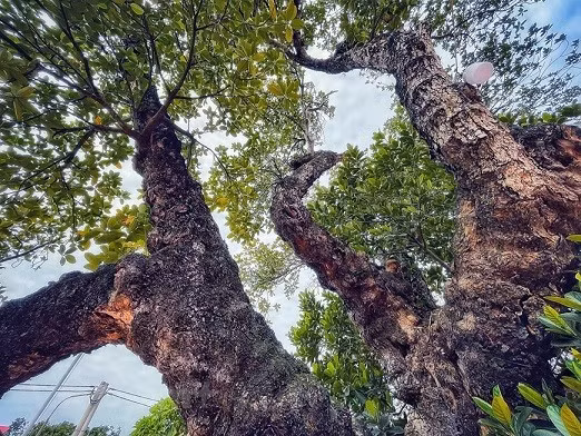 Ngoài dấu ấn về thời gian, cây mít còn có dáng vô cùng độc đáo. Ảnh: Vietnam+