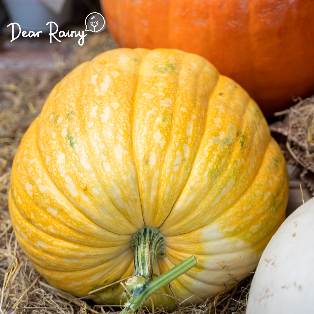 Tương tự, một cửa hàng hoa cao cấp ở TP HCM cho biết bí ngô khổng lồ chơi Halloween cũng rất hút khách và thường xuyên trong tình trạng cháy hàng. Ảnh: Dear Rainy.