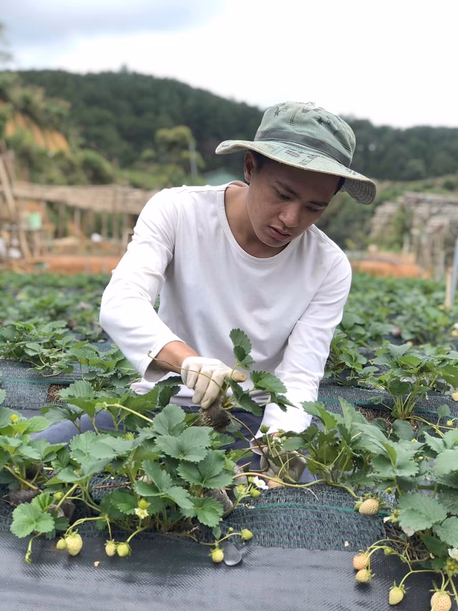 Hiện tại, dâu tây Bạch Tuyết của Thịnh “cháy hàng”, không đủ cung cấp ra thị trường. Ảnh: Vnexpress