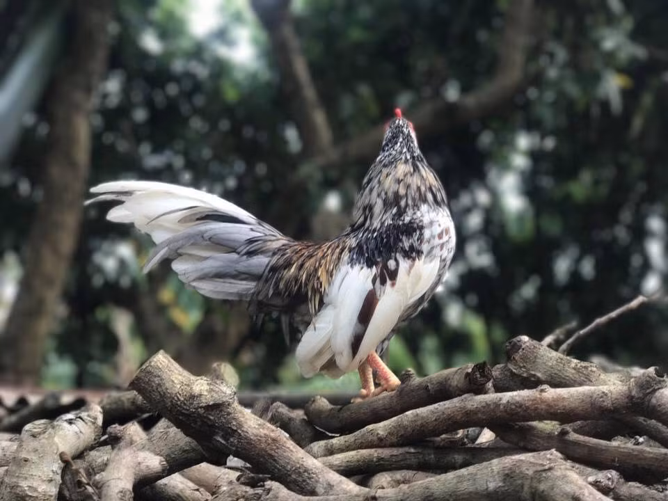 Dù rất nhỏ song mỗi chú gà tre Bắc tít luôn toát lên vẻ dung mãnh. Ảnh: Facebook