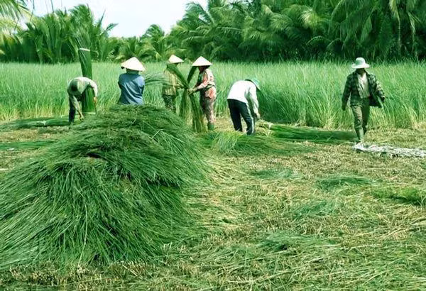 Theo người dân vùng Vũng Liêm (Vĩnh Long), sau khi trồng khoảng 4-5 tháng là có thể thu hoạch. Ảnh: M.A