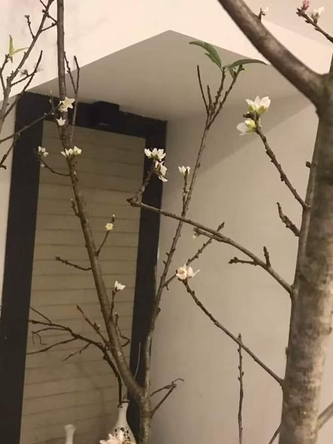 Những cành đào nở sớm ít nụ nhưng rất tự nhiên được nhiều chị em săn lùng. Ảnh: Hoài An