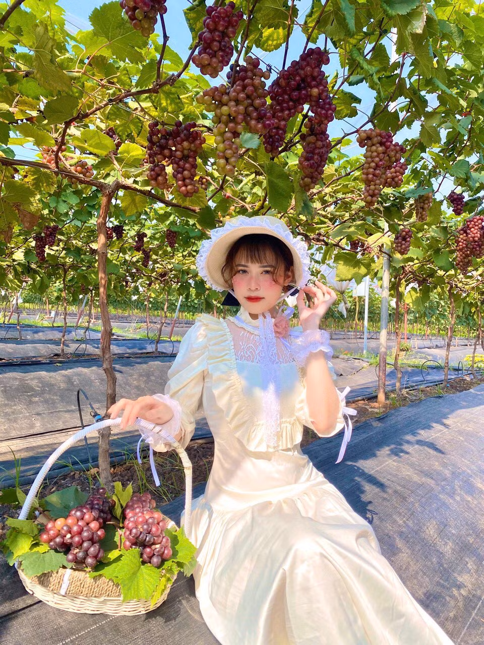 Hiện tại, gia đình chị Hạnh đang mở cửa vườn nho cho mọi người vào tham quan trải nghiệm miễn phí. Khách hàng có nhu cầu có thể tự tay cắt nho mua mang về với giá 150.000 đồng/kg. Ảnh: Dân trí