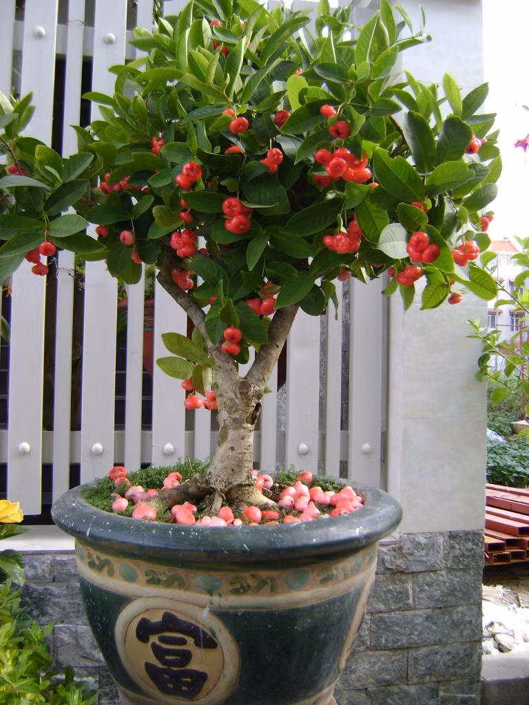 Mận hoàng yến có hình dáng từ thân cây đến lá, hoa… đều không khác những loại mận khác, duy chỉ có trái là kích thước nhỏ hơn nhiều lần và cho trái rất nhiều. Ảnh: Blogcaycanh