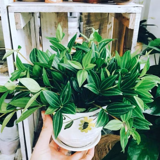 Đúng như tên gọi, cây bình an có ngụ ý những điều tốt lành, có tác dụng giúp cầu bình an, cầu phúc. Cây bình an thích hợp đặt tại các vị trí như phòng khách, ban công.