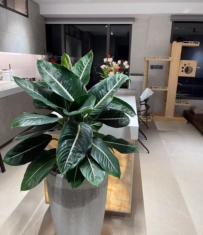 MC Trấn Thành cũng tỏ ra không hề kém cạnh. Vợ chồng nam danh hài sở hữu nhiều bất động sản, trong đó phải kể đến căn nhà mới chuyển về được cho giá trị tới 20 tỷ đồng. Ảnh: FBNV