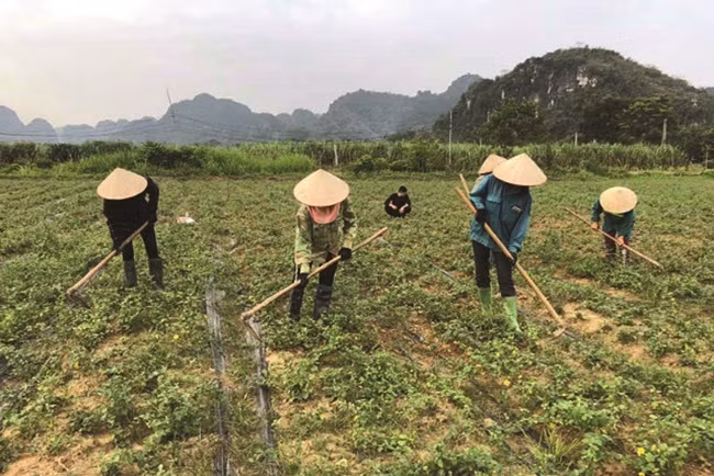 Theo đó, người trồng có thể kiếm được thu nhập khoảng 80-100 triệu đồng/ha/vụ từ việc trồng cà gai leo, cao gấp 2-3 lần so với ngô, lạc...Ảnh: Dân Việt