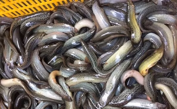  Cá chạch có nhiều tên gọi khác nhau như thu ngư, hòa thu, nê thu..., tên khoa học của nó là Misgurnus anguillicaudatus (Cantor). Ảnh minh họa