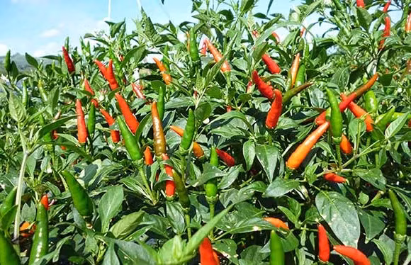 Loại lá mọc đầy vườn là kho canxi, giúp dưỡng gan, bổ tim Loai la moc day vuon la kho canxi, giup duong gan, bo tim