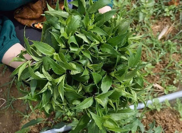Trong y học cổ truyền, rau lủi được đánh giá cao với nhiều công dụng tốt cho sức khỏe. Theo Đông y, rau lủi có vị cay, ngọt, tính bình, mang lại tác dụng thanh nhiệt, giải độc, lợi tiểu, tiêu viêm và hỗ trợ điều hòa máu huyết. Đặc biệt, loại rau này còn có tác dụng chữa trị nhiều bệnh lý khác nhau như: Ảnh Internet