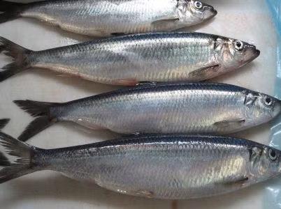 6 loai ca sieu giau Omega-3, tot cho suc khoe tim mach