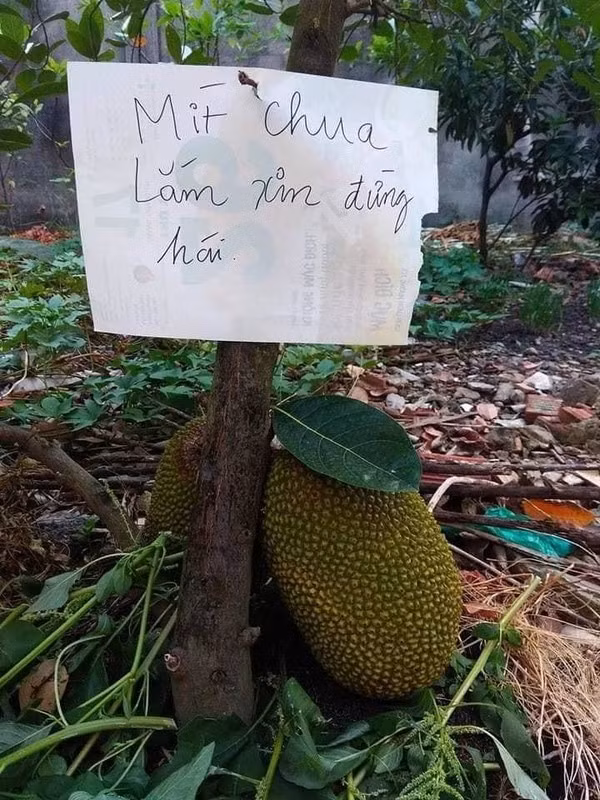 Tấm bảng hi vọng đánh thức lương tâm những "hoa quả tặc".