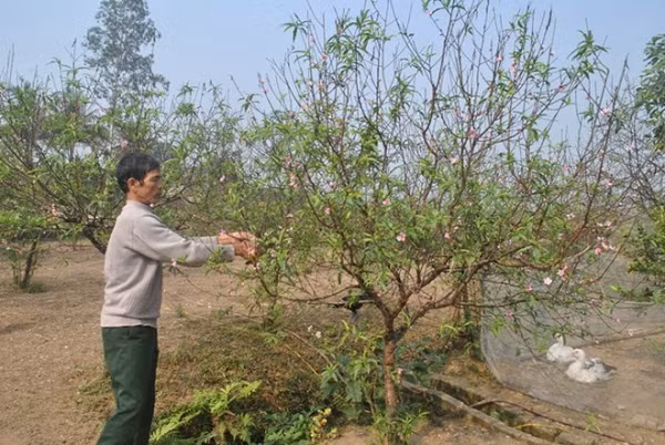 Sau khi trồng hãy cắt ngay cành lần thứ nhất. Lần này cắt thật đau để cành mới phát sinh nhiều, năm tới sẽ cho nhiều hoa. Nếu không cắt đau, để cành già, năm tới hoa chỉ có ở phía ngoài đọt cành.