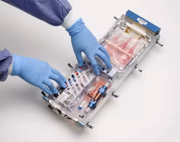  Trọng lực ảnh hưởng tới cách protein và các gien tương tác bên trong tế bào, tạo ra các mô bị phân cực, bước nền tảng trong sự phát triển cơ quan tự nhiên ở con người. Và đây chính là cách trọng lực tác động tới hành vi tế bào.
