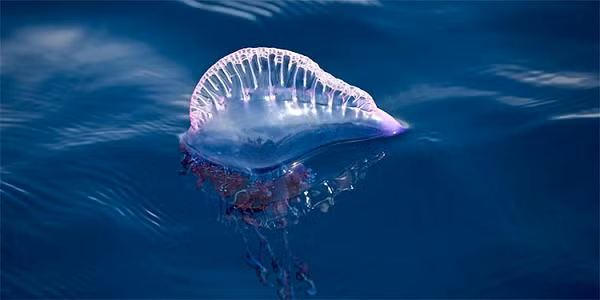 Trong "Biệt đội xanh", sứa Bluebottle có vẻ được nhiều người biết tới hơn cả.