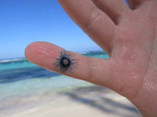 Chúng có các bộ phận cho phép cơ thể trôi nổi trên bề mặt nước và dễ dàng được đẩy đi bởi dòng nước và gió.