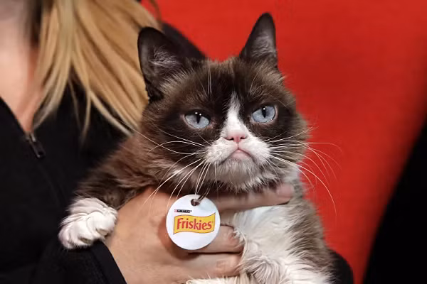 Nhân vật nổi tiếng trên mạng internet Grumpy Cat, có biệt danh thực sự là Tardar Sauce, có quyền sở hữu 99,5 triệu USD.
