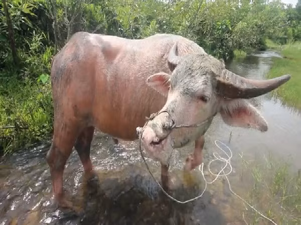Nhiều người cũng cho rằng chú trâu hồng này khá giống với trâu trắng ở Việt Nam.