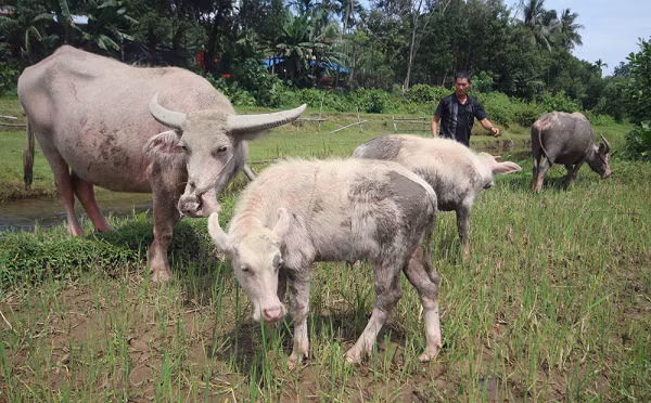 Từ màu da đến móng chân của loài trâu này cũng có màu trắng. Chỉ cặp sừng trâu màu đen và trán có đốm đen.